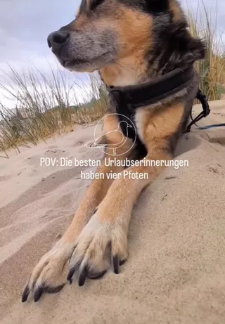 Hund